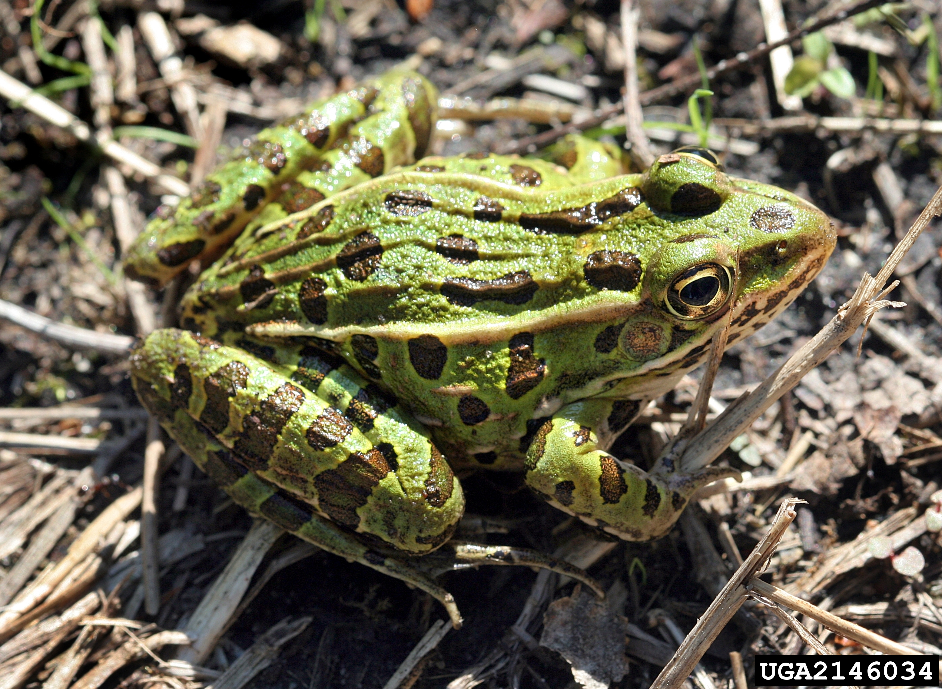 Northern leopard frog